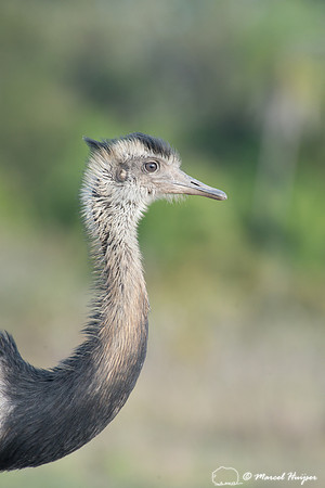 Greater rhea (Rhea americana), Pantanal, Mato Grosso do Sul, Bra