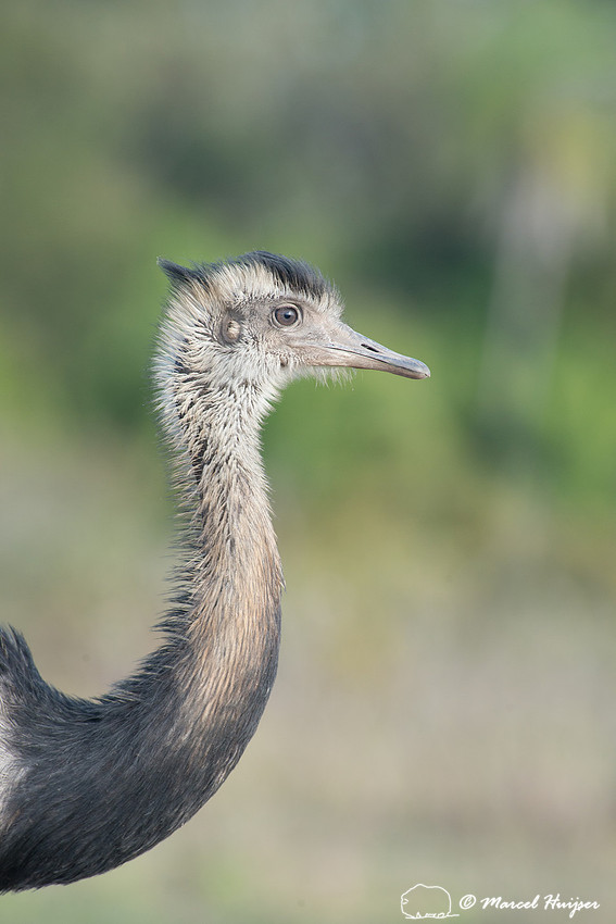 Greater rhea (Rhea americana), Pantanal, Mato Grosso do Sul, Bra