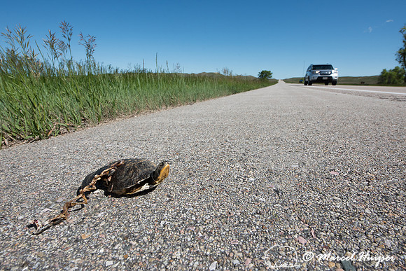 Blanding's turtle (Emys blandingii or Emydoidea blandingii ) roa