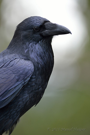 Common Raven (Corvus corax), Wyoming, USA