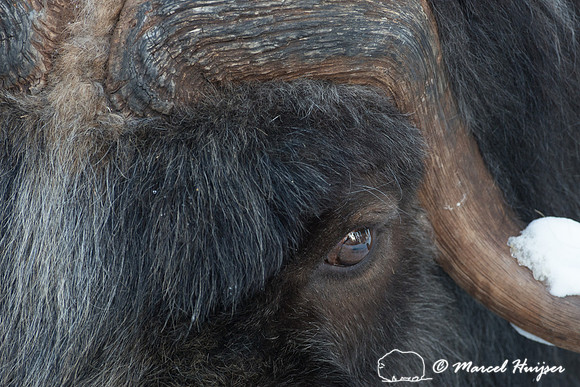 Muskox (Ovibos moschatus), Sweden (captive animal)