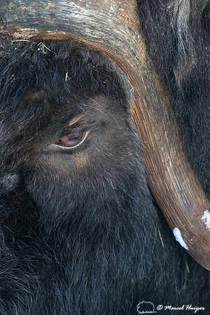 Muskox (Ovibos moschatus), Sweden (captive animal)