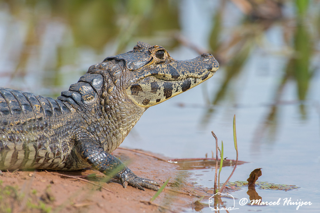 Yacare caiman (Caiman yacare), Pantanal, Mato Grosso do Sul, Bra