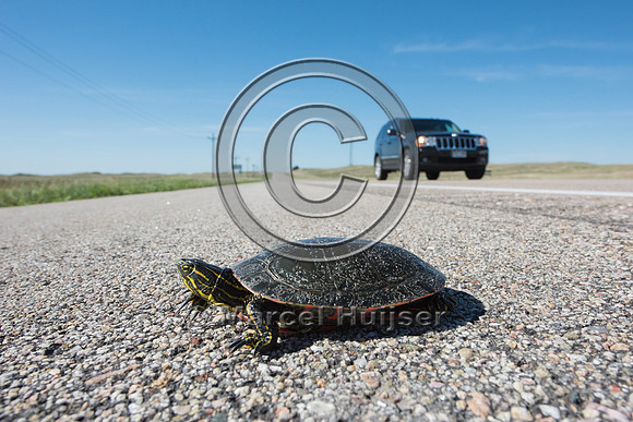 Painted turtle (Chrysemys picta), Valentine National Wildlife Re