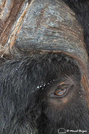 Muskox (Ovibos moschatus), Sweden (captive animal)