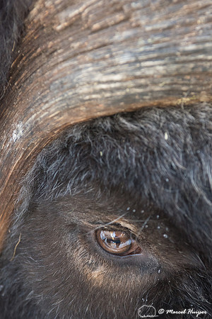 Detail of Muskox  (Ovibos moschatus) in winter, Sweden, captive