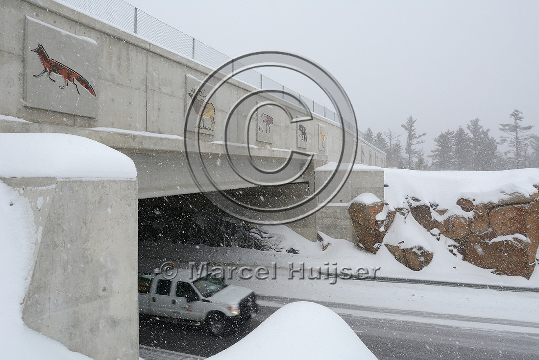 Art (drawings of animals) on wildlife overpass (about 30 m wide), Hwy 69, Ontario, Canada