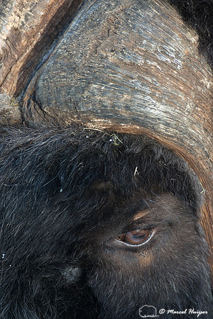 Muskox (Ovibos moschatus), Sweden (captive animal)