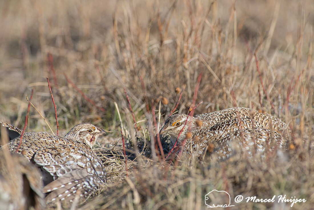 Sharp-tailed grouse (Tympanuchus phasianellus), Nebraska, USA