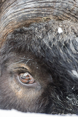 Detail of Muskox  (Ovibos moschatus) in winter, Sweden, captive