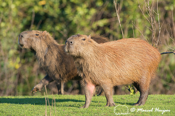 Capybara (Hydrochoerus hydrochaeris), Pantanal, Mato Grosso do S