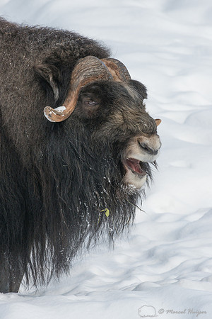 Muskox (Ovibos moschatus), Sweden (captive animal)