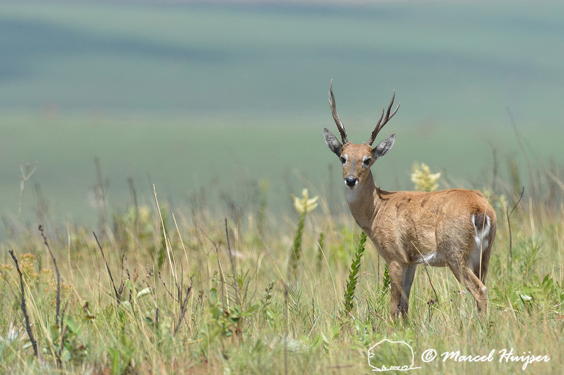 Pampas deer (Ozotoceros bezoarticus), Parque Nacional da Serra da Canastra, Minas Gerais, Brazil (near threatened, IUCN 2014)