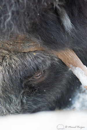 Detail of Muskox  (Ovibos moschatus) in winter, Sweden, captive