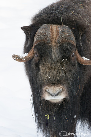 Muskox (Ovibos moschatus), Sweden (captive animal)