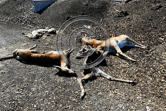 White-tailed deer (Odocoileus virginianus) roadkill at wildlife composting facility, MT