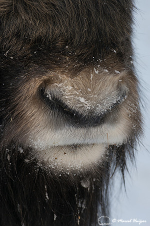 Muskox (Ovibos moschatus), Sweden (captive animal)