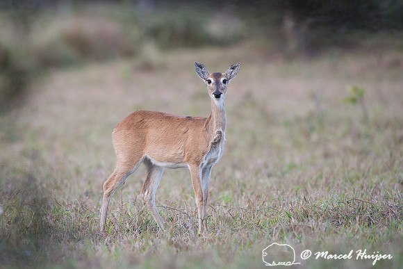 Pampas deer (Ozotoceros bezoarticus), Pantanal, Mato Grosso do S