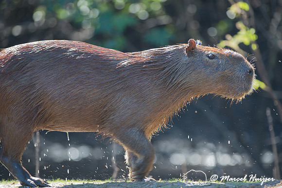 Capybara (Hydrochoerus hydrochaeris), Pantanal, Mato Grosso do S