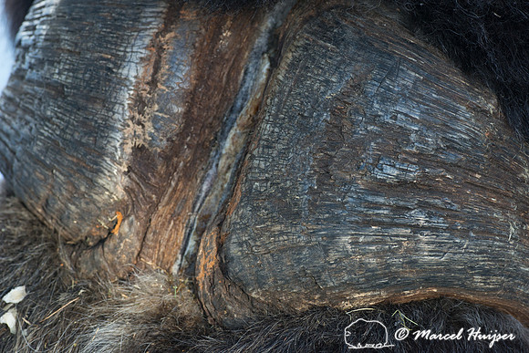 Muskox (Ovibos moschatus), Sweden (captive animal)