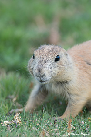 Black-tailed prairie dog (Cynomys ludovicianus), Wyoming, USA