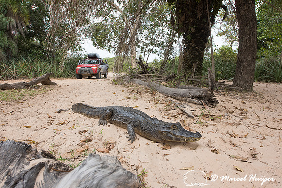 Yacare caiman (Caiman yacare), and our Mitsubishi 4x4, L200 Trit
