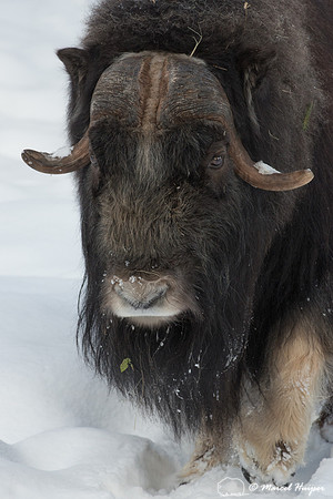 Muskox (Ovibos moschatus), Sweden (captive animal)