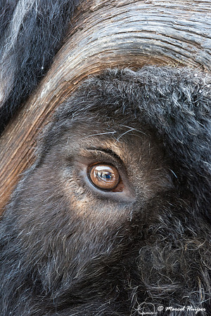 Muskox (Ovibos moschatus), Sweden (captive animal)