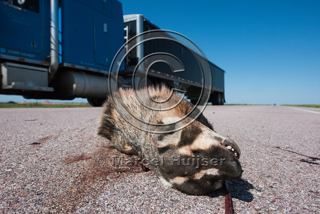 American badger (Taxidea taxus) roadkill, US Hwy 20, 10.5 mi eas