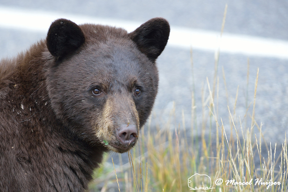 Black bear (Ursus americanus) next to road, Wyoming, USA