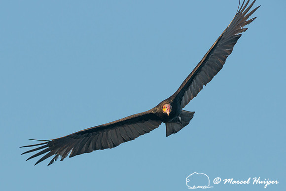 Lesser yellow-headed vulture (Cathartes burrovianus), Pantanal,