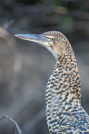 Rufescent tiger heron (Tigrisoma lineatum) juvenile, Pantanal, M