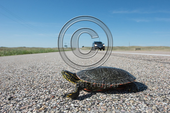Painted turtle (Chrysemys picta), Valentine National Wildlife Re