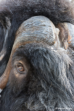 Muskox (Ovibos moschatus), Sweden (captive animal)