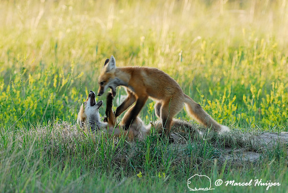 Red fox (Vulpes vulpes) kits playing, Montana, USA