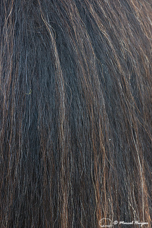 Muskox (Ovibos moschatus), Sweden (captive animal)