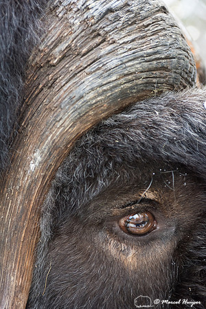Detail of Muskox  (Ovibos moschatus) in winter, Sweden, captive