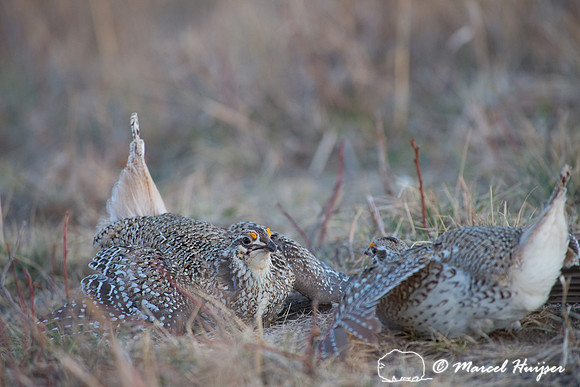 Sharp-tailed grouse (Tympanuchus phasianellus), Nebraska, USA
