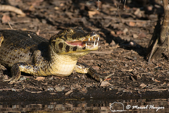 Yacare caiman (Caiman yacare), Pantanal, Mato Grosso do Sul, Bra