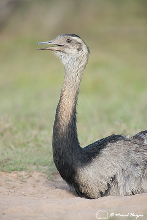 Greater rhea (Rhea americana) taking dust bath on dirt road, Pan