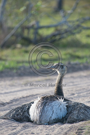 Greater rhea (Rhea americana) taking dust bath on dirt road, Pan