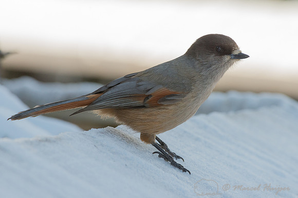 Siberian jay (Perisoreus infaustus), Sweden