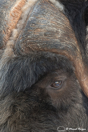 Muskox (Ovibos moschatus), Sweden (captive animal)