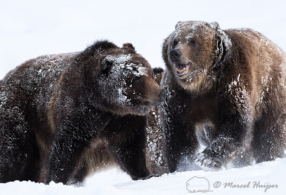 Grizzly bears (Ursus arctos) wrestling in the snow, Montana, USA (captive animals)