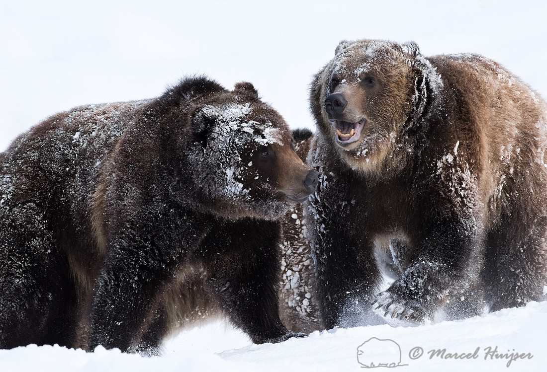 Grizzly bears (Ursus arctos) wrestling in the snow, Montana, USA (captive animals)