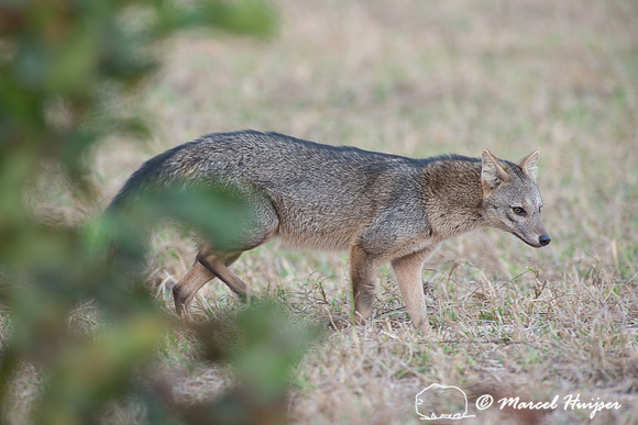 Crab-eating fox (Cerdocyon thous), Pantanal, Mato Grosso do Sul,