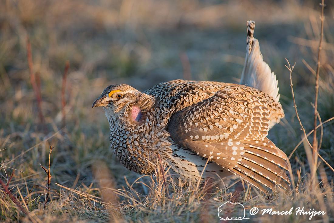 Sharp-tailed grouse (Tympanuchus phasianellus), Nebraska, USA