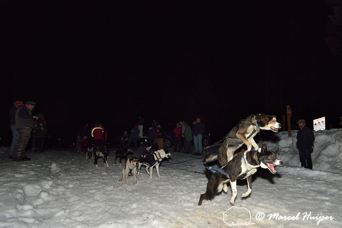 Race to the Sky, sled dog race, February 13-15 2015, Seeley Lake, Montana, USA