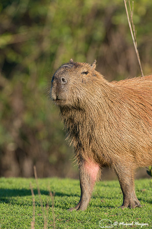 Capybara (Hydrochoerus hydrochaeris), Pantanal, Mato Grosso do S