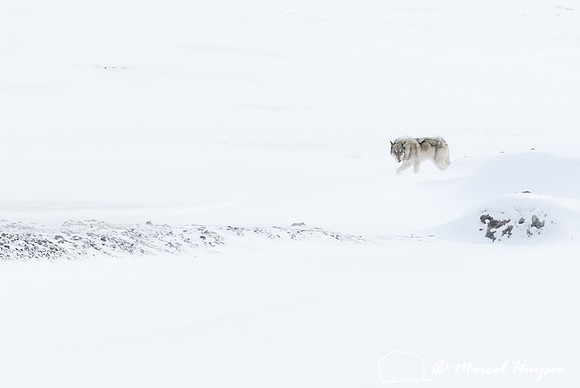 Wolf (Canis lupus), Wyoming, USA